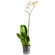 White Phalaenopsis orchid in a pot. Rostov-on-Don