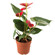 Anthurium plant in a pot. Rostov-on-Don